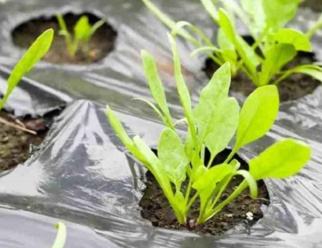 Biodegradable Eco-friendly Agricultural Mulch Film