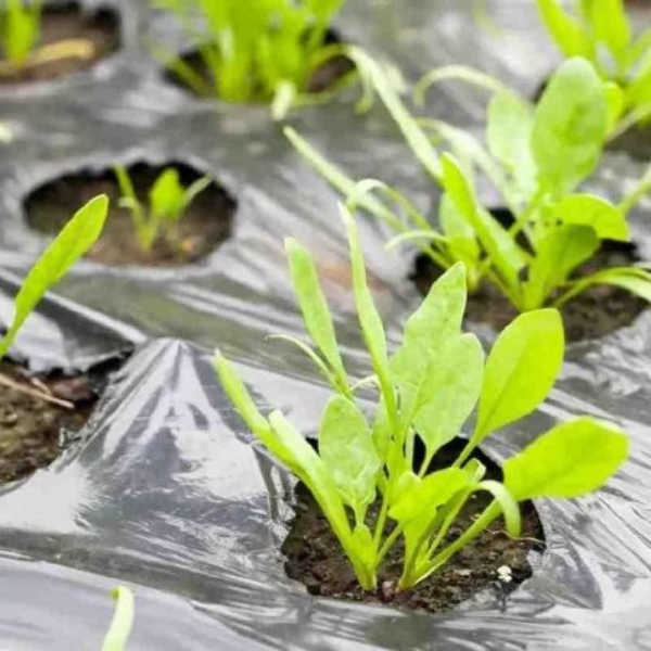 Biodegradable Eco-friendly Agricultural Mulch Film